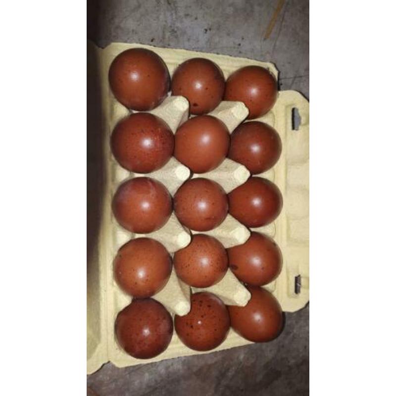 Prachtige raszuivere koperzwarte marans broedeieren .