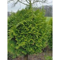 Bol conifeer op stam Thuja Brabant vormboom 2 stuks