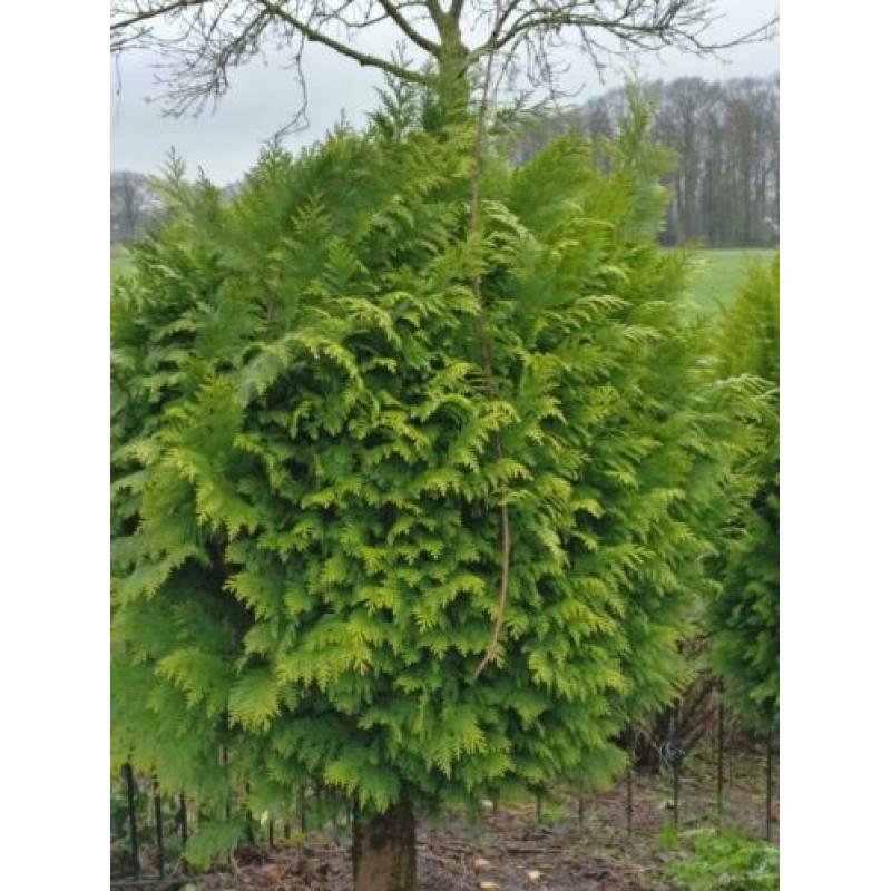 Bol conifeer op stam Thuja Brabant vormboom 2 stuks