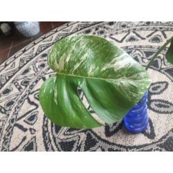 Monstera Variegata stekje 2 bladeren? veel wit op de steel