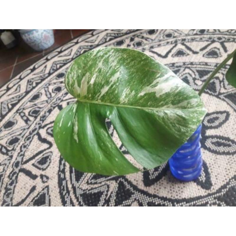 Monstera Variegata stekje 2 bladeren? veel wit op de steel