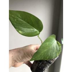 Scindapsus epipremnum golden aureum