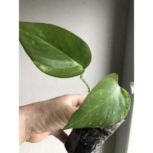 Scindapsus epipremnum golden aureum