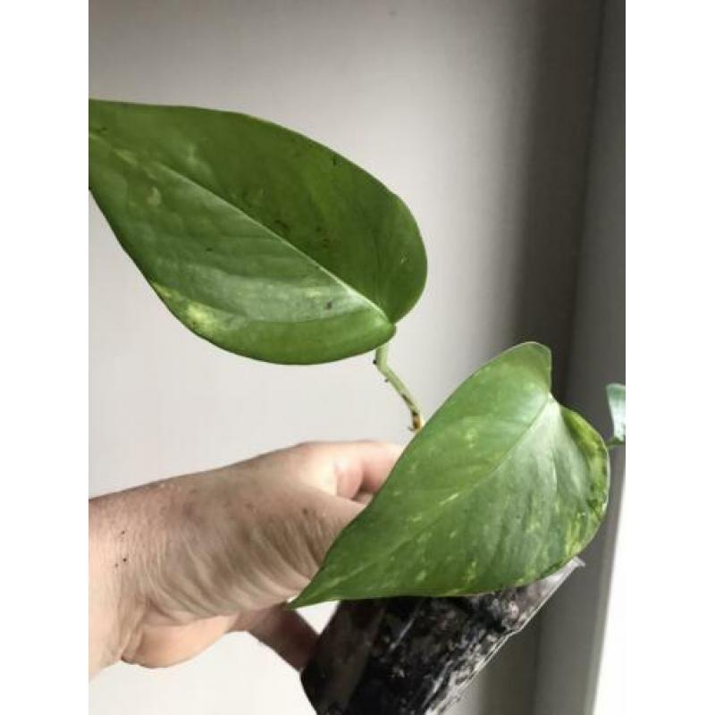 Scindapsus epipremnum golden aureum