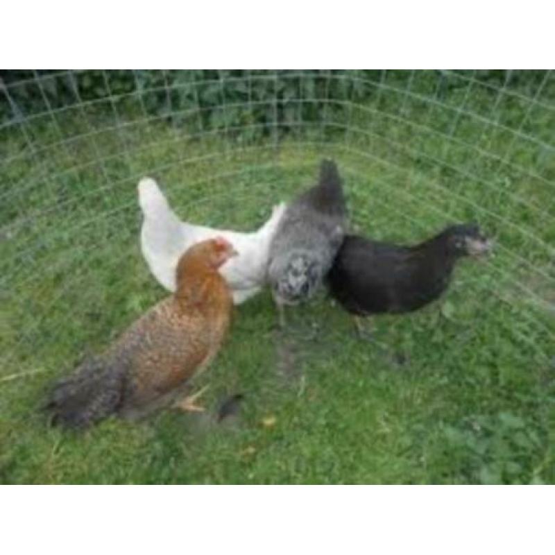MaransKippen,Araucana,Amrock,Barnevelder,Welsumer,Sussex,NHB