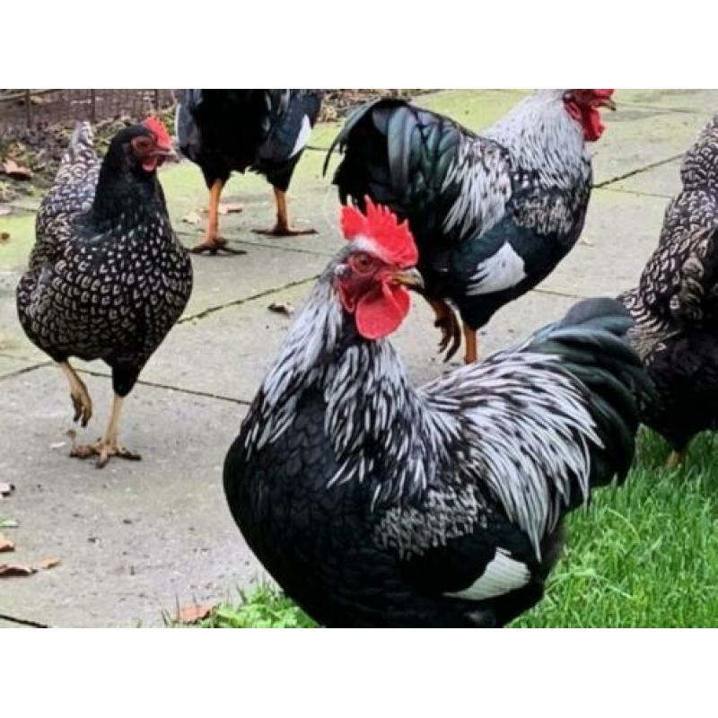 Te koop 2 Barnevelder kriel zilver dubbelgezoomd hanen.