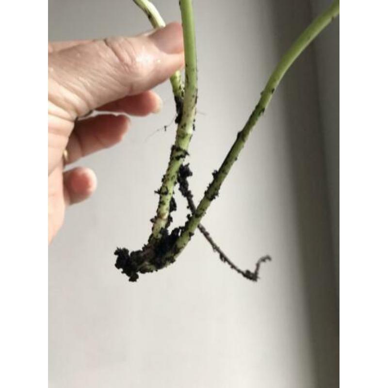 Scindapsus epipremnum golden aureum