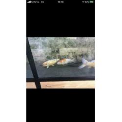 Koi karpers 20 stuks