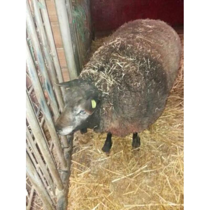 Blauwe texelaar ram