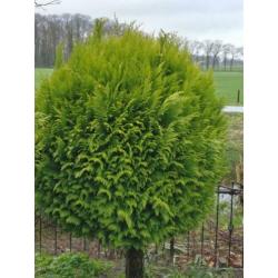 Bol conifeer op stam Thuja Brabant vormboom 2 stuks