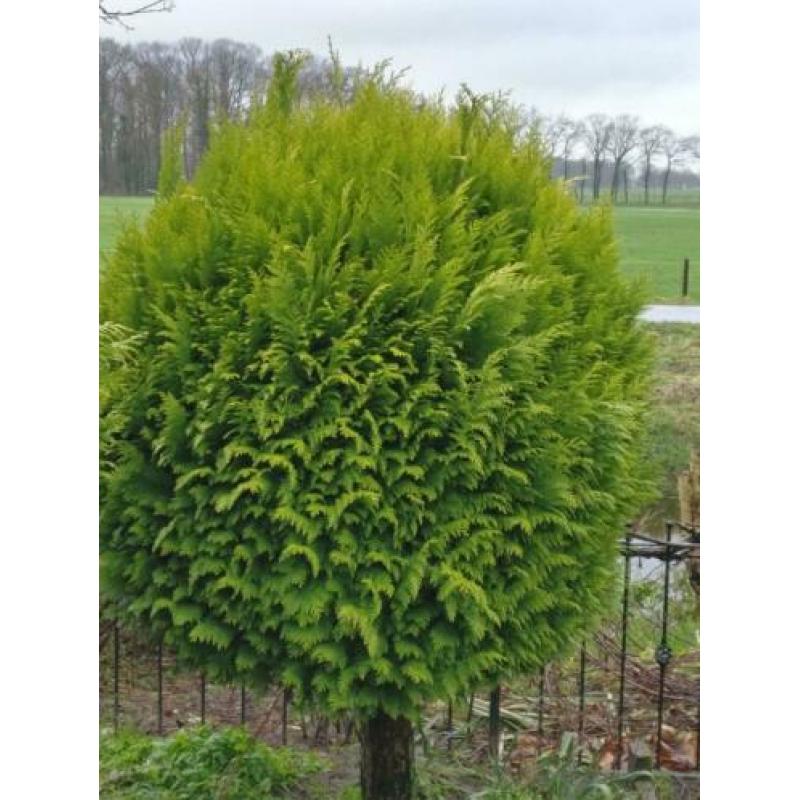 Bol conifeer op stam Thuja Brabant vormboom 2 stuks