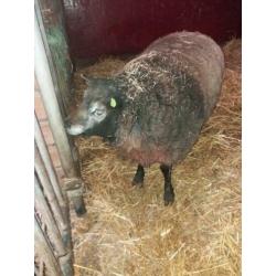 Blauwe texelaar ram