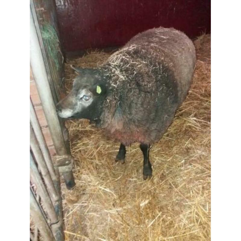 Blauwe texelaar ram