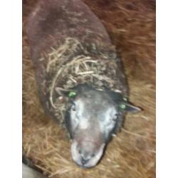 Blauwe texelaar ram
