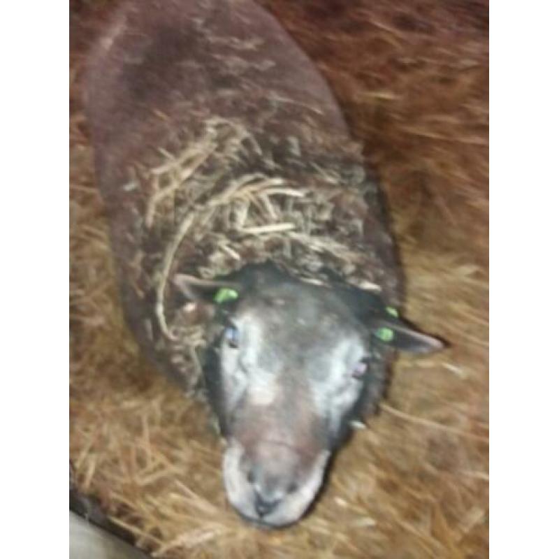 Blauwe texelaar ram