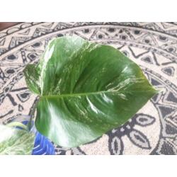 Monstera Variegata stekje 2 bladeren? veel wit op de steel
