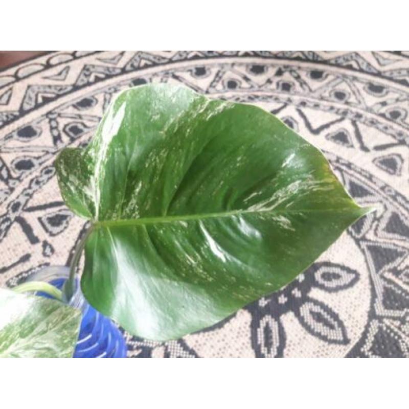 Monstera Variegata stekje 2 bladeren? veel wit op de steel