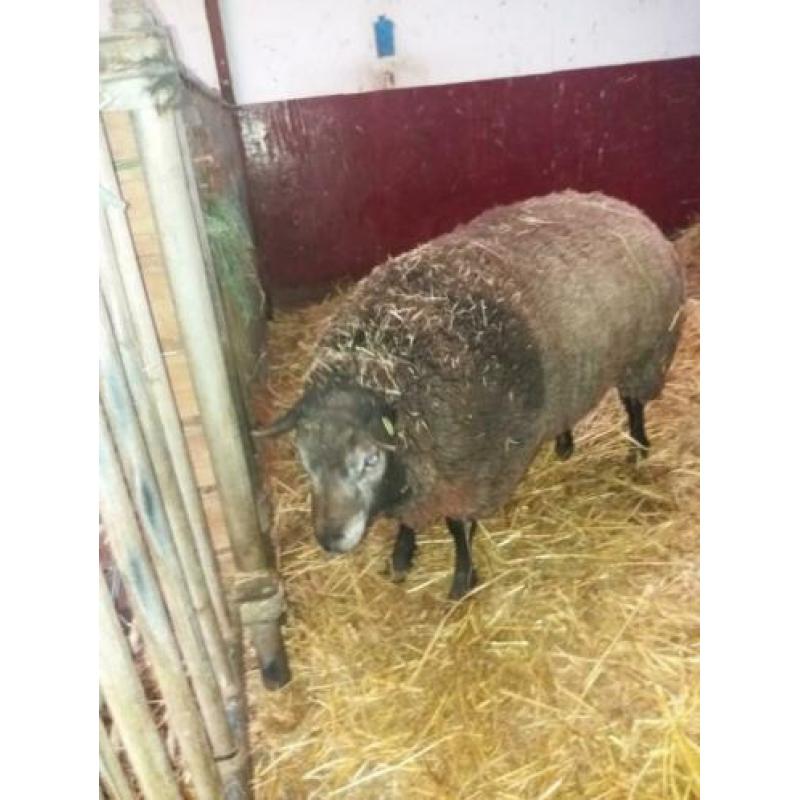Blauwe texelaar ram