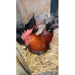 Prachtige raszuivere koperzwarte marans broedeieren .