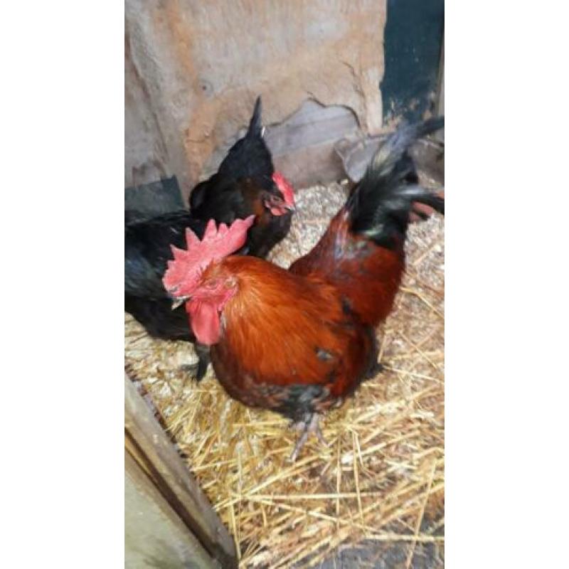 Prachtige raszuivere koperzwarte marans broedeieren .
