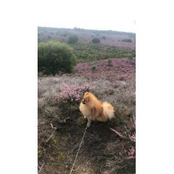 Dekreu pomeriaan