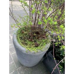 Grijze sierpotten set van 3 inclusief planten
