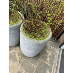 Grijze sierpotten set van 3 inclusief planten