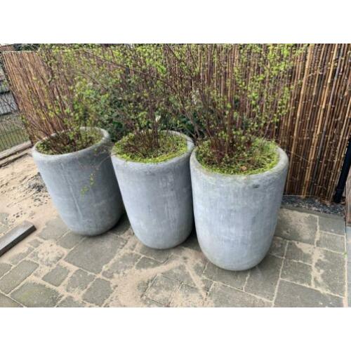 Grijze sierpotten set van 3 inclusief planten