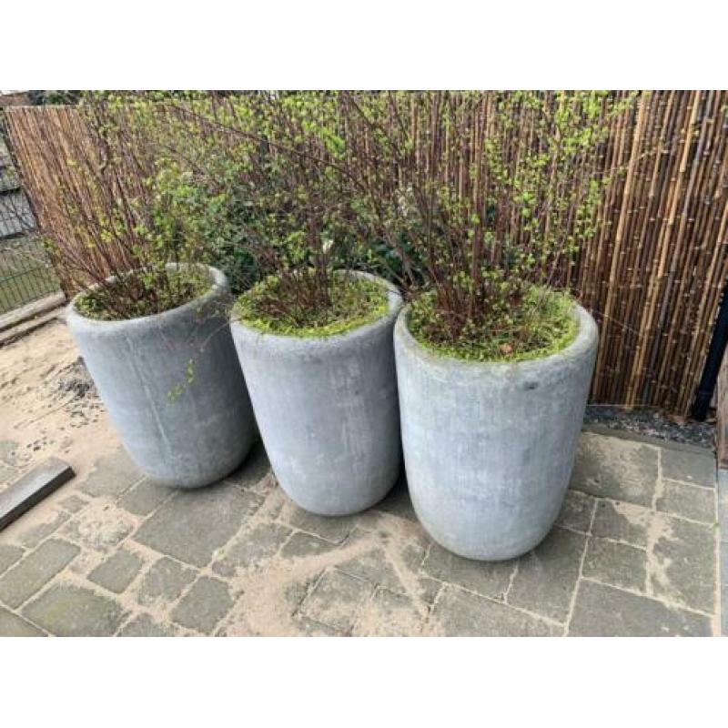 Grijze sierpotten set van 3 inclusief planten