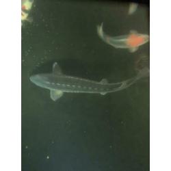 steur 125+ cm