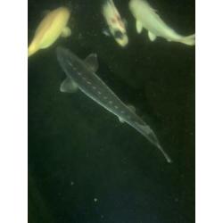 steur 125+ cm