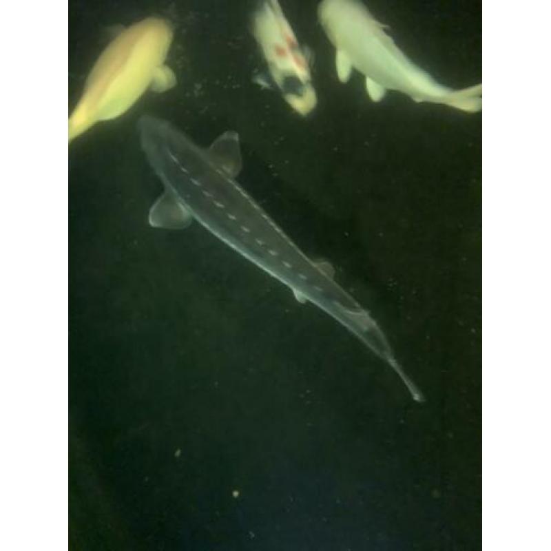 steur 125+ cm