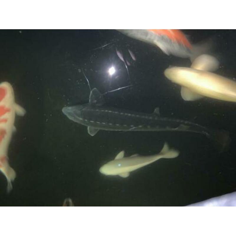 steur 125+ cm