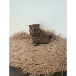 Pomeranian/pomeriaan/kleine keeshond x pups