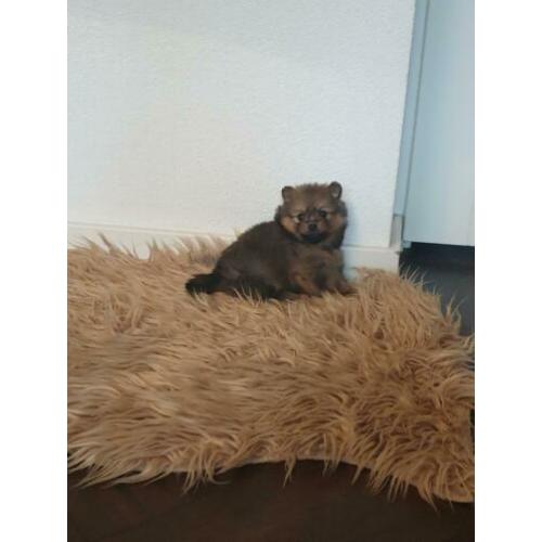Pomeranian/pomeriaan/kleine keeshond x pups