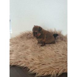 Pomeranian/pomeriaan/kleine keeshond x pups