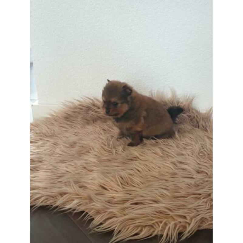 Pomeranian/pomeriaan/kleine keeshond x pups