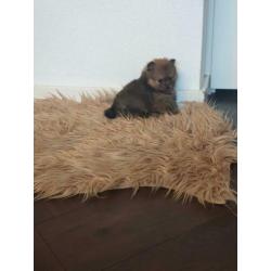 Pomeranian/pomeriaan/kleine keeshond x pups