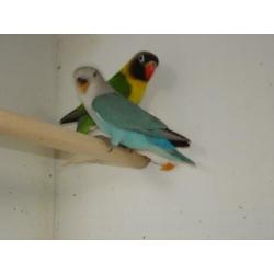 Agapornis