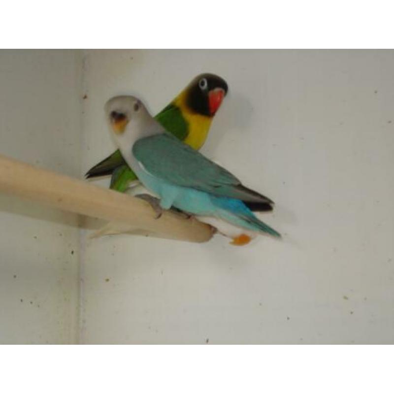 Agapornis