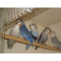 Agapornis