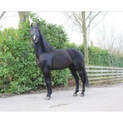 Mega knappe 10 jarige zwarte andalusier ruin