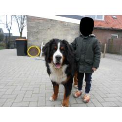 berner sennen dekreu met goede stamboom op alles getest