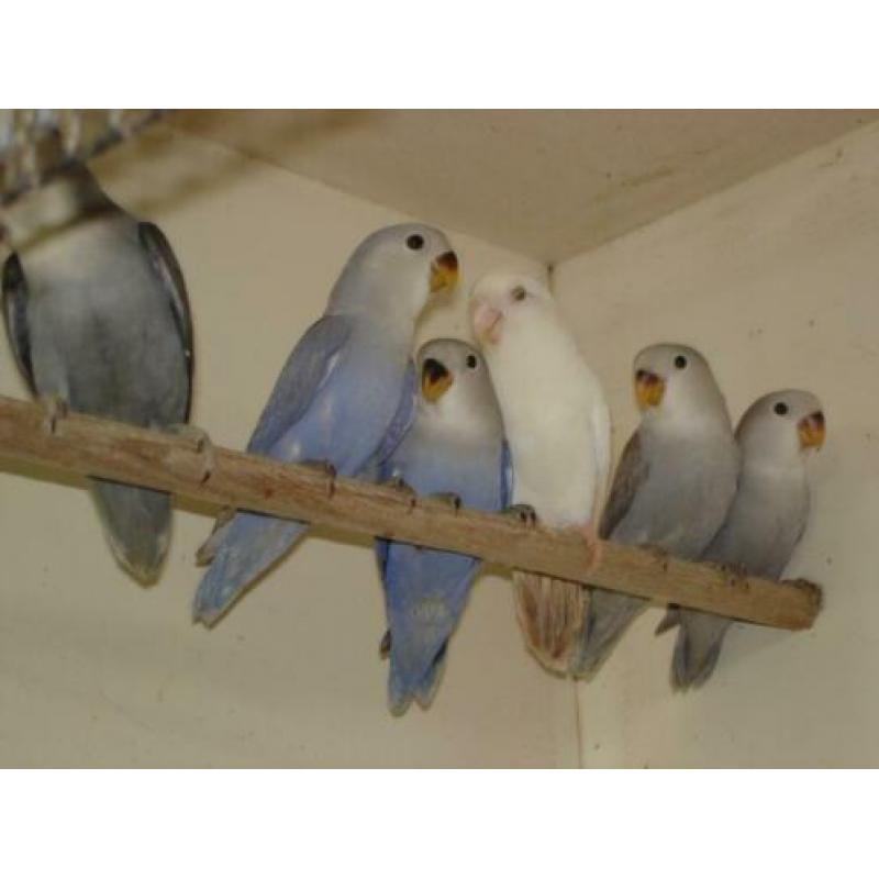 Agapornis