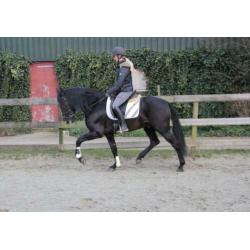 Mega knappe 10 jarige zwarte andalusier ruin