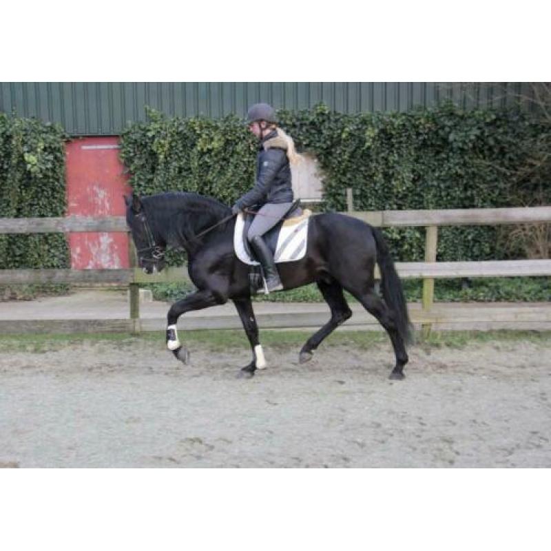 Mega knappe 10 jarige zwarte andalusier ruin