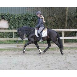 Mega knappe 10 jarige zwarte andalusier ruin
