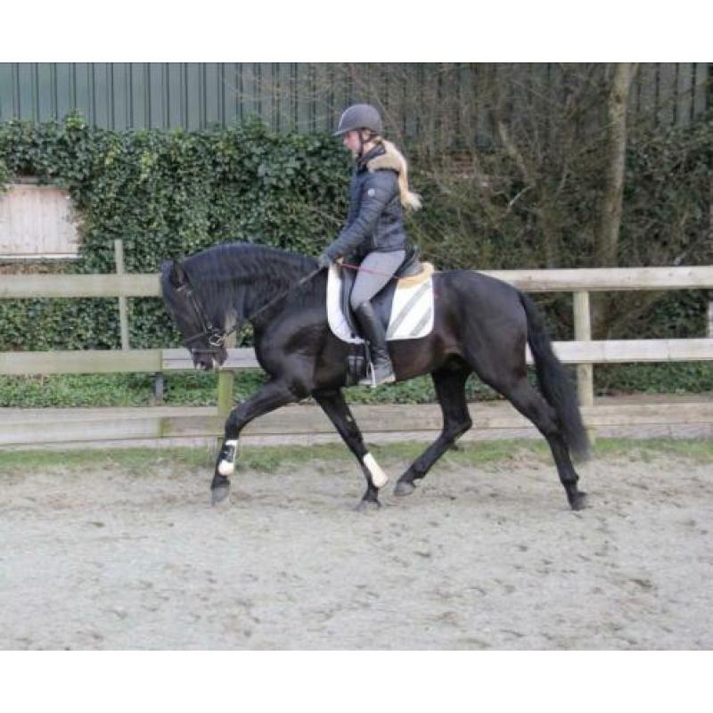 Mega knappe 10 jarige zwarte andalusier ruin