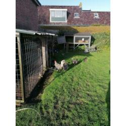 Broedeieren friese kippen