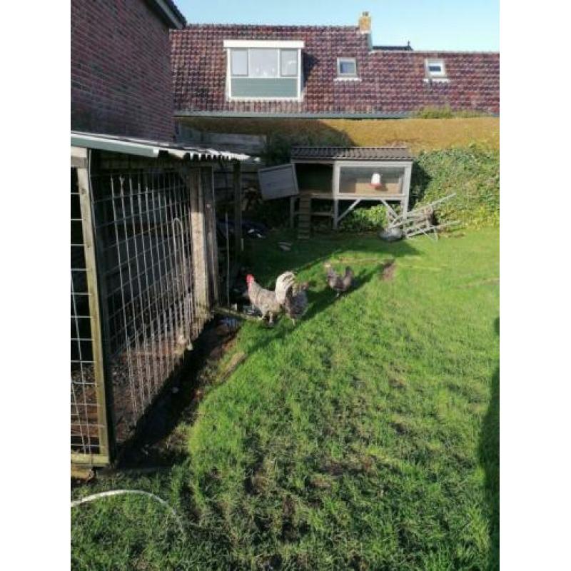 Broedeieren friese kippen